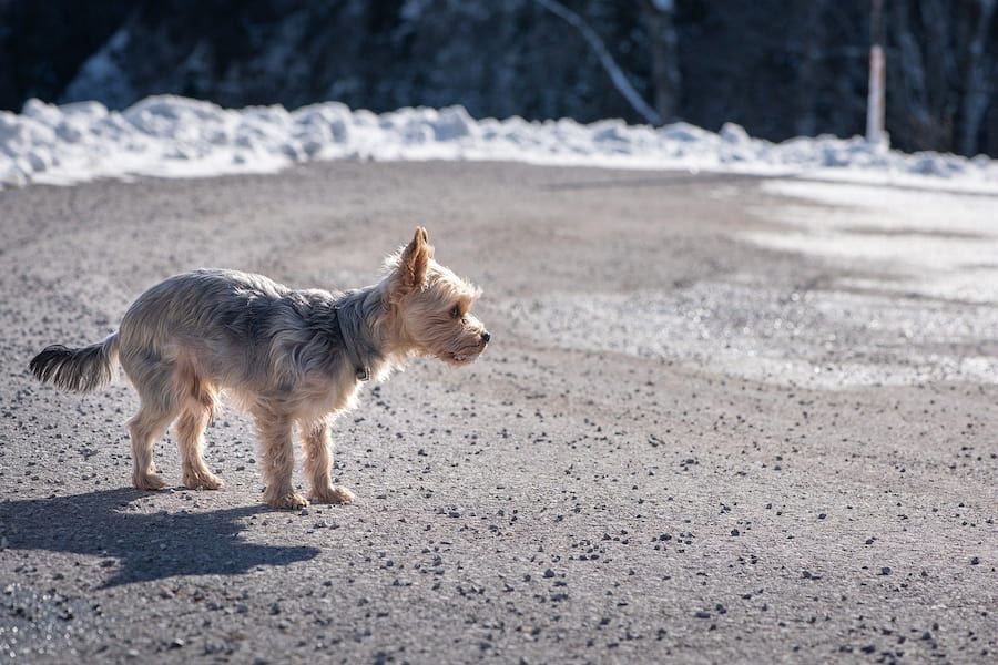 A male Yorkshire terrier