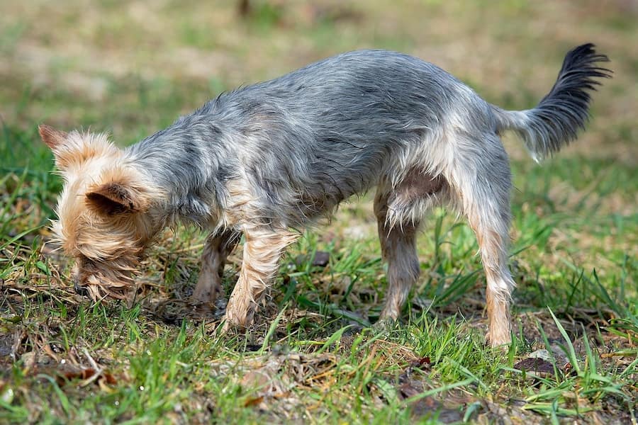 A male Yorkshire terrier sniffing the grass