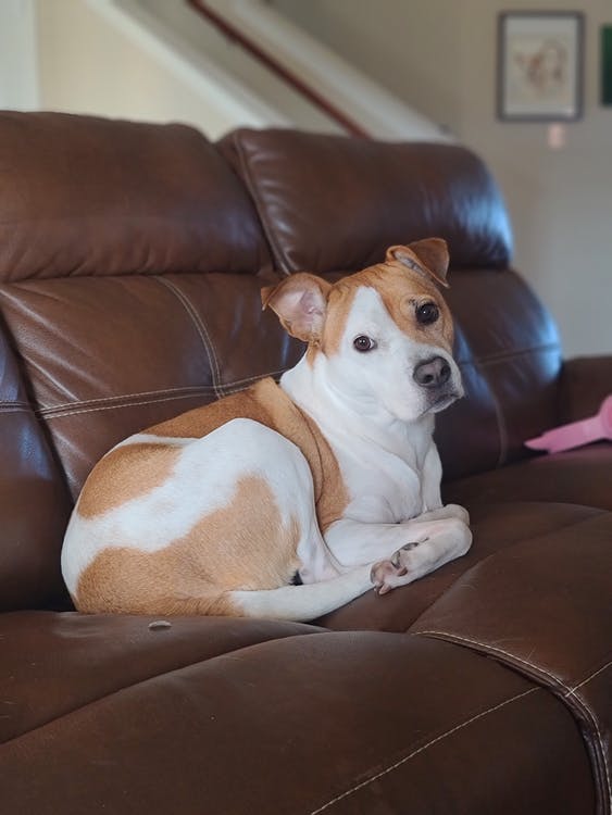 Jack Russell left alone on a couch
