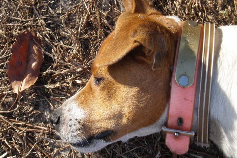 Can Jack Russells Be Left Alone? Terrier Hub