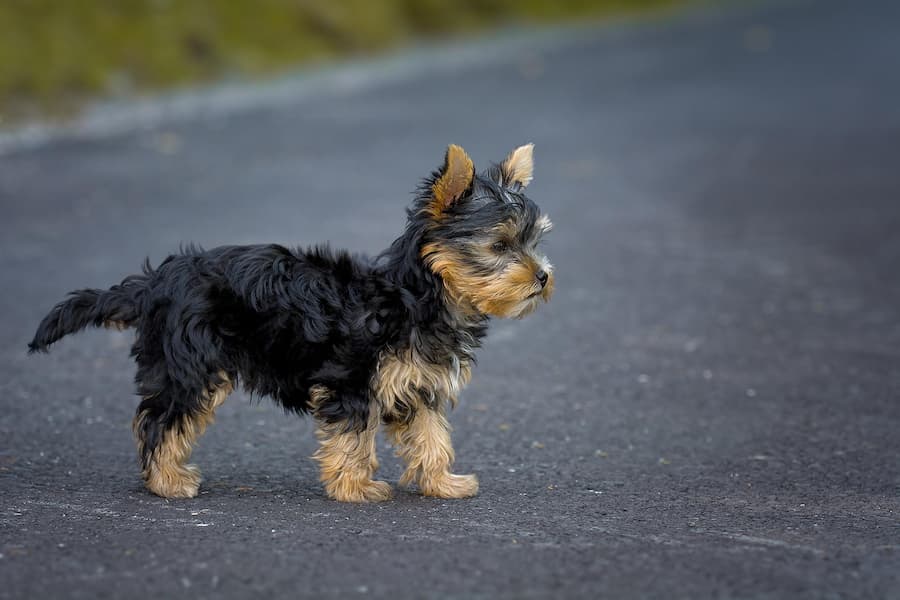 A black and brown Yorkshire Terrier walking on a black road