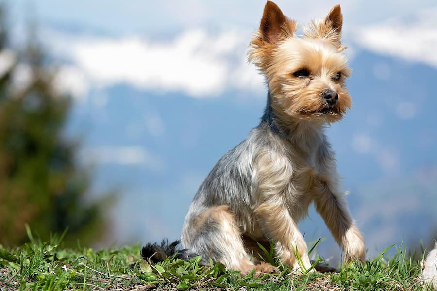 A brown and black Yorkshire Terrier sitting on a grass field