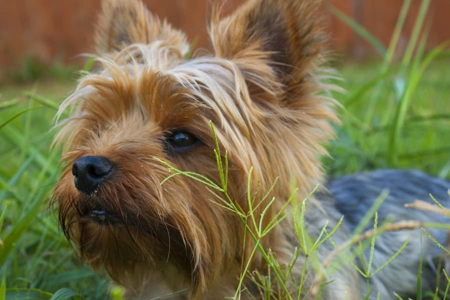 what is the difference between a biewer and a yorkie