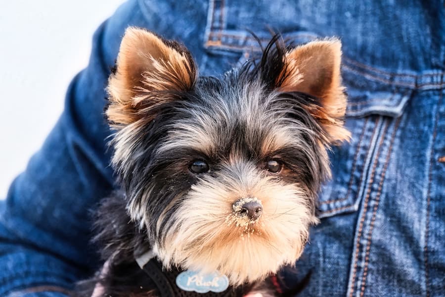 Black and Brown Yorkie with sand on its nose being held by its owner