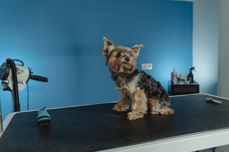 Yorkshire terrier with black and brown coatings sitting on a grooming table