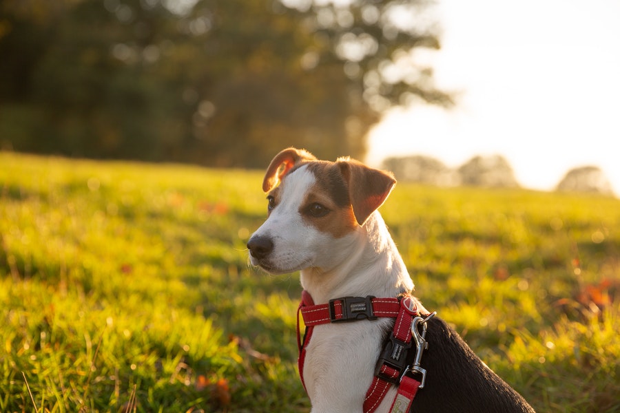 A Jack Russell dog in the grass field