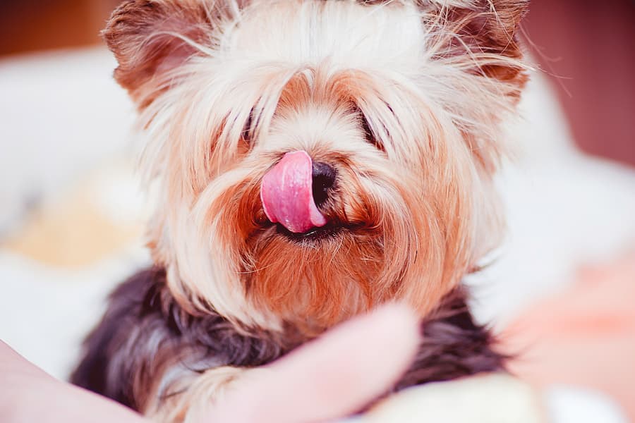 Happy dog with tongue out