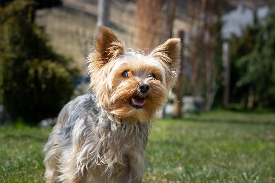 Yorkie dog in nature