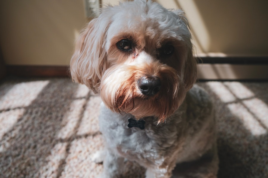 Yorkshire Terrier close-up photo