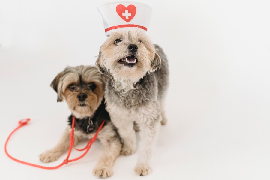 Yorkies with a nurse cap and stethoscope