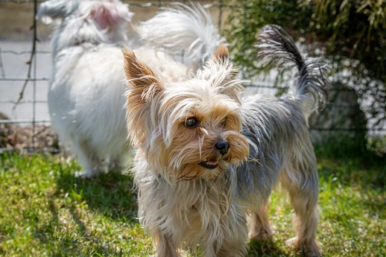 What Is the Difference Between a Yorkshire Terrier and a Yorkie Poo