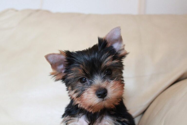 What Is the Difference Between a Yorkshire Terrier and a Yorkie Poo