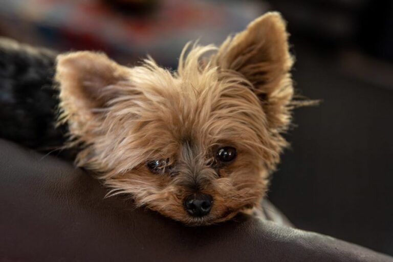 What Is the Difference Between a Yorkshire Terrier and a Yorkie Poo