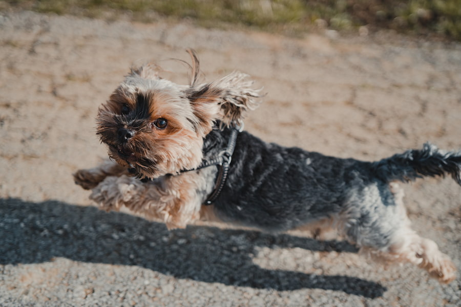 An image of a running Yorkshire terrier