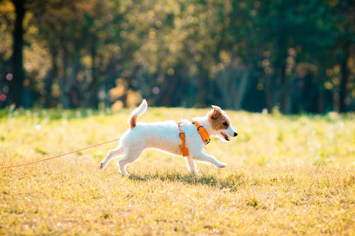 Jack Russell Terrier walking with a leash 