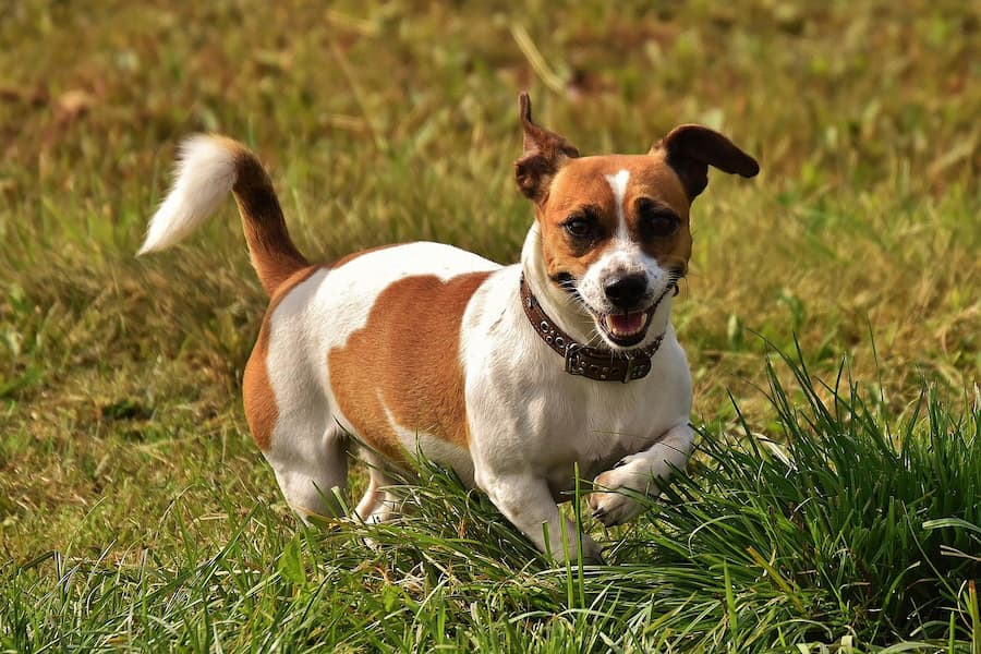 A Jack Russell terrier walking in the grass