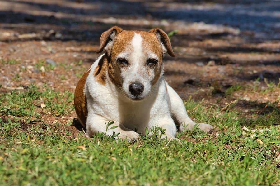 Jack Russell terrier sun bathing