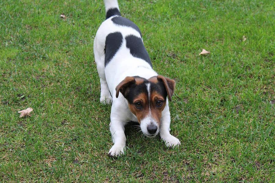 Jack Russell terrier playing on grass field