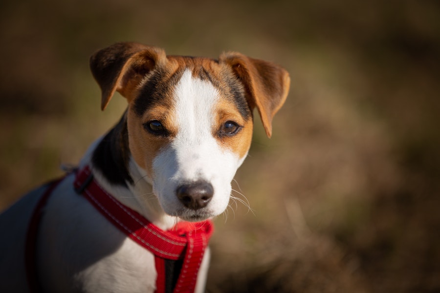 White brown Jack Russell terrier