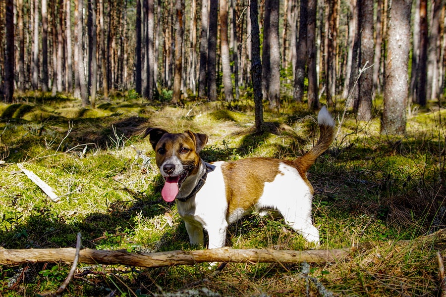 Jack russell terrier playing in the woods