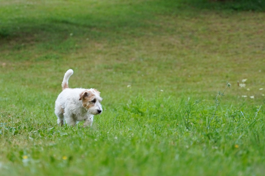 Cute dog walking alone in lawn