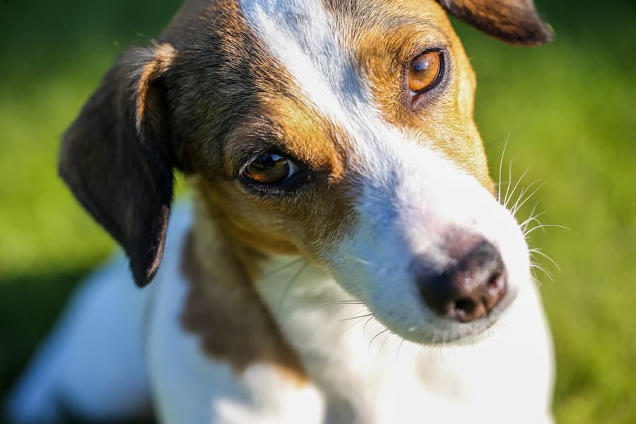 A close up photo of a white and brown dog