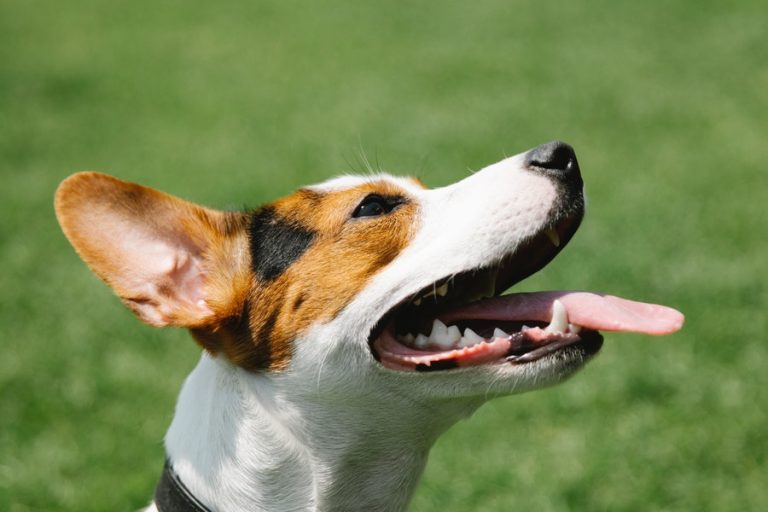 Best Crate for Jack Russell Terrier [2024 Review] Terrier Hub