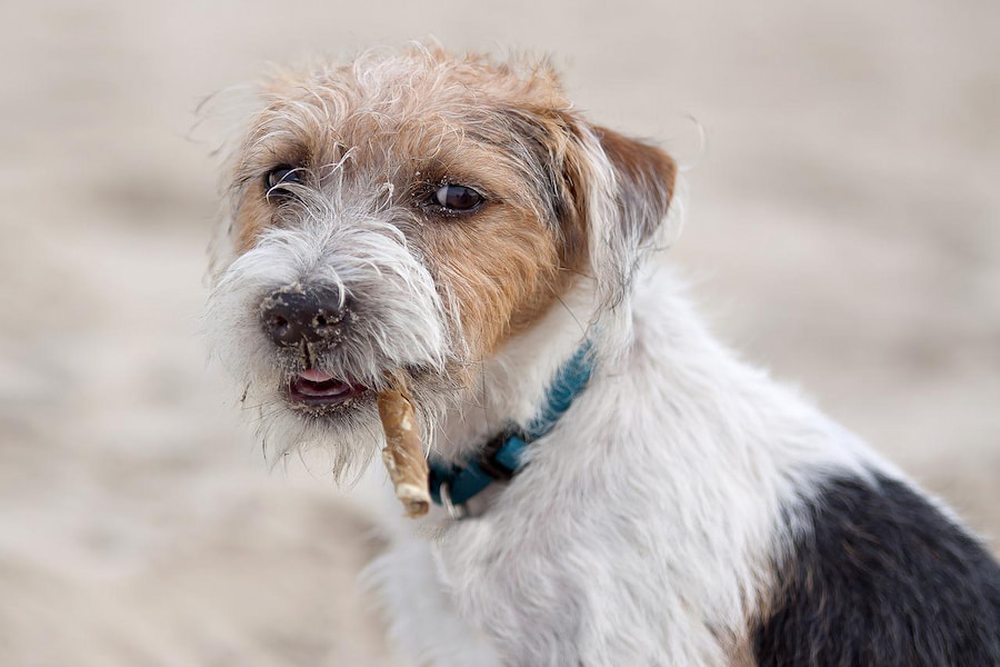 A long haired Jack Russell terrier