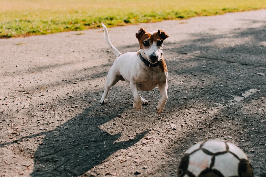 Jack russell terrier playing