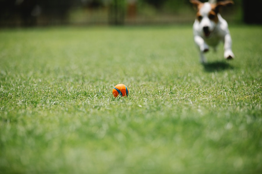 JRT chasing his toy at the lawn