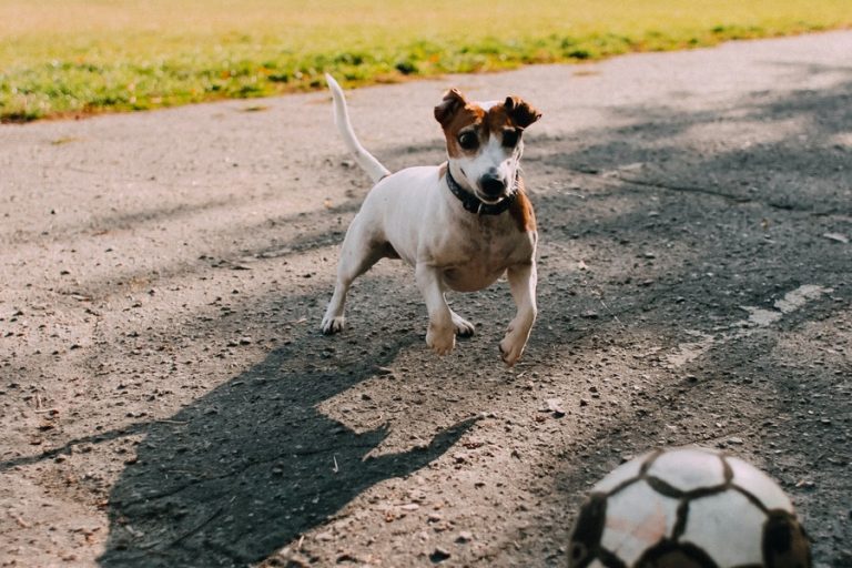 How Big Do Jack Russell Terriers Get Terrier Hub