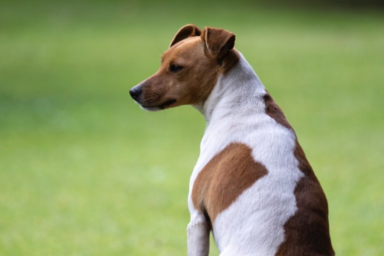How Big Do Jack Russell Terriers Get Terrier Hub