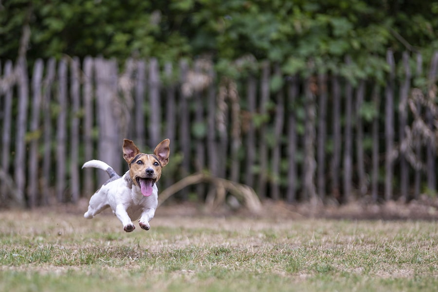 how high can a terrier jump