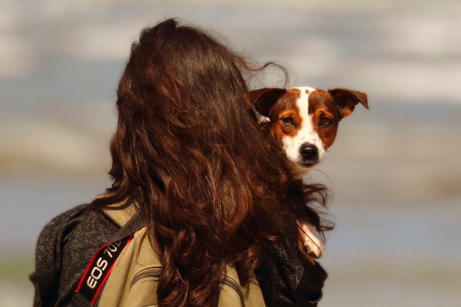 A dog held by female owner
