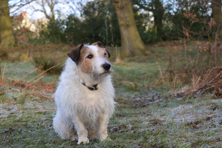 How Long Do Jack Russells Live? Terrier Hub