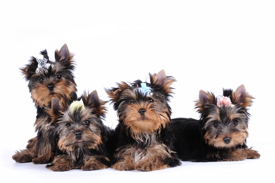 an image of a Yorkshire terrier liter