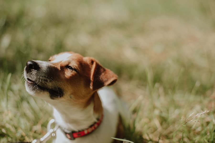 Cute JRT dog feeling the sunlight