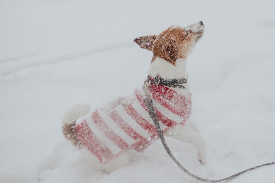 JRT dog dressed in red stripes playing the snow