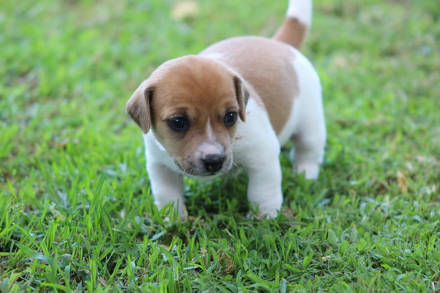 A cute puppy of Jack Russell terrier walking