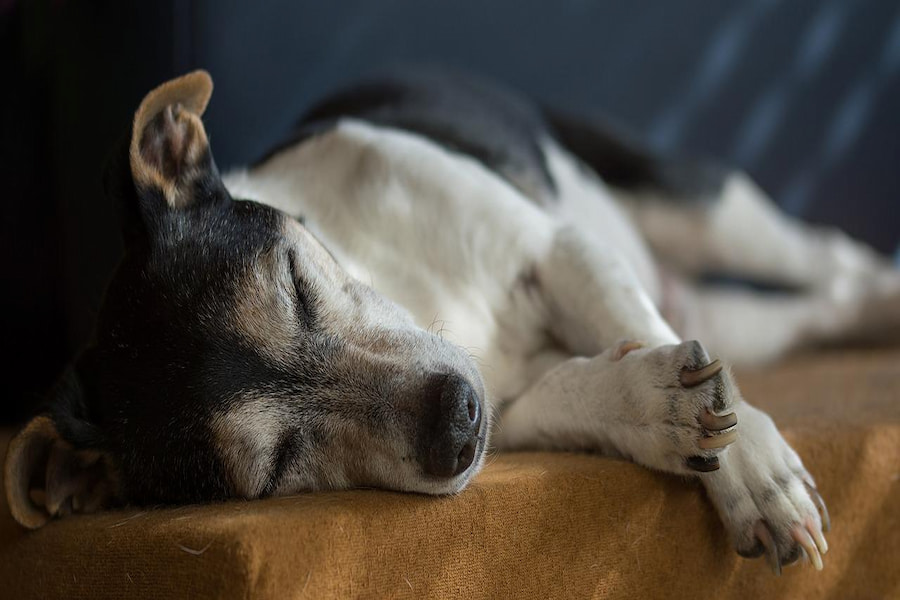 why do jack russell terriers shake