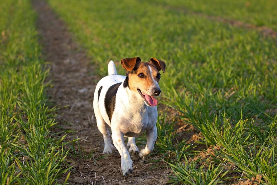 why do jack russell terriers shake