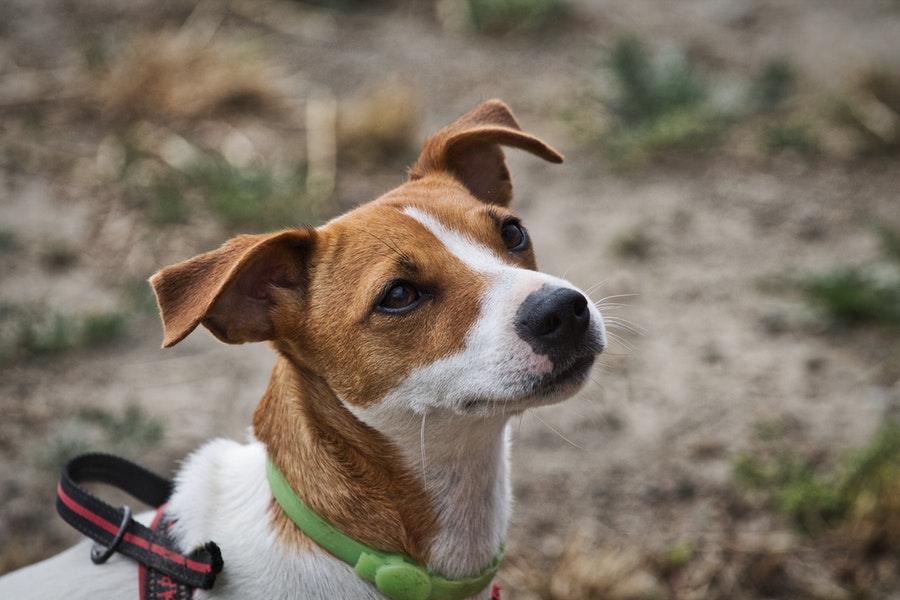 Dog staring at something