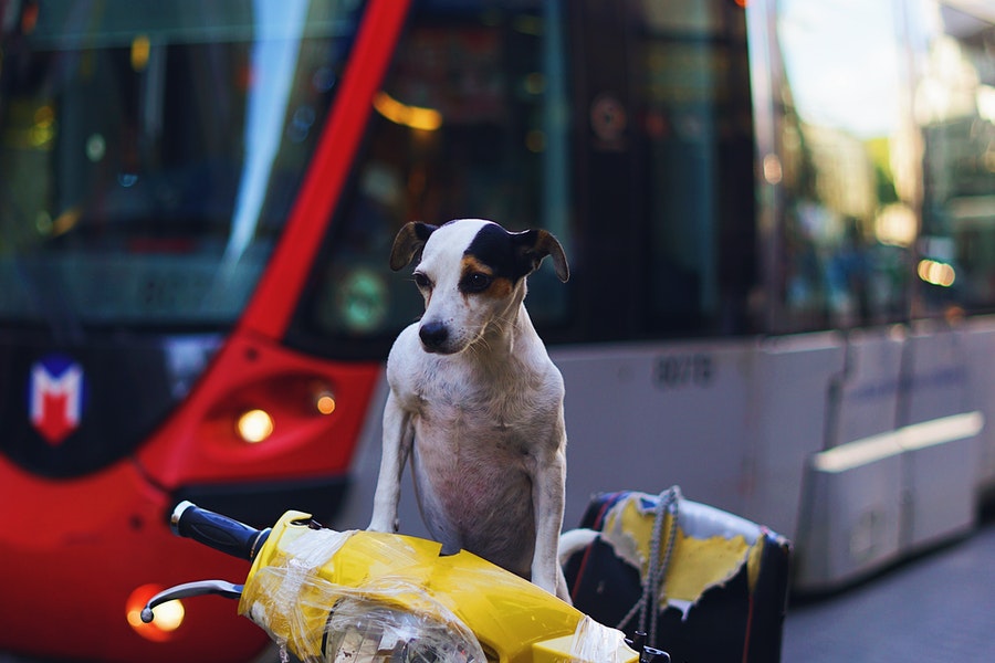 Dog on a motorcycle