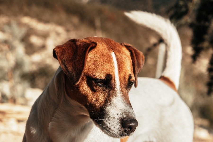 Close up view of a Jack Russell Terrier dog