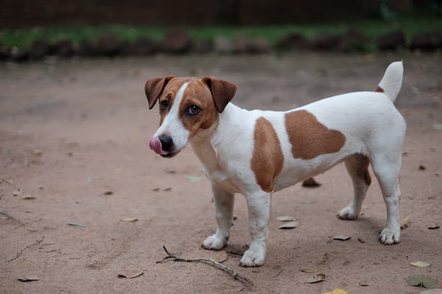 Dog standing and licking his mouth