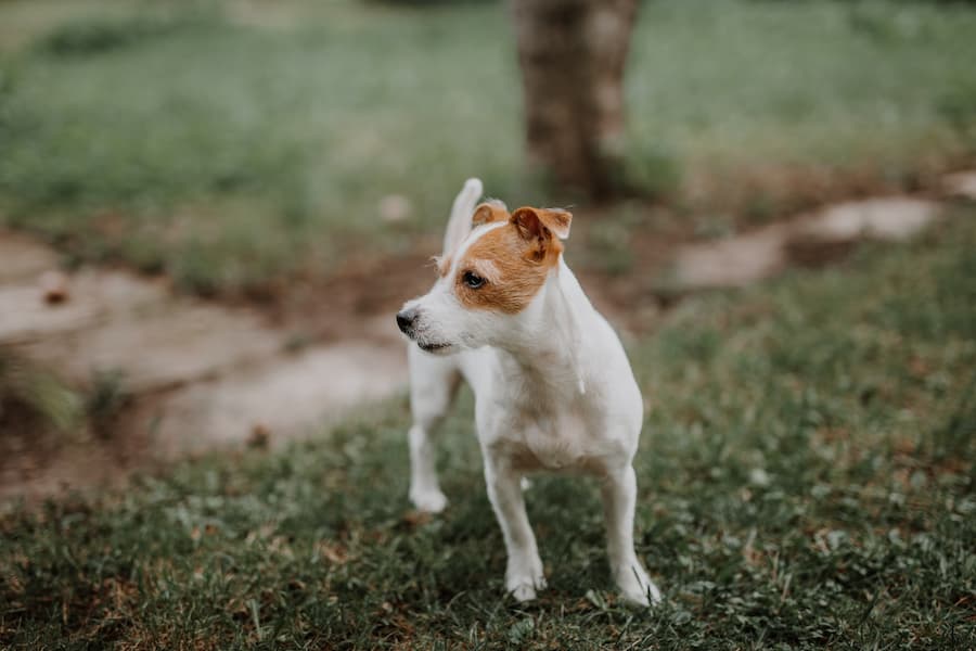 Dog looking for something afar