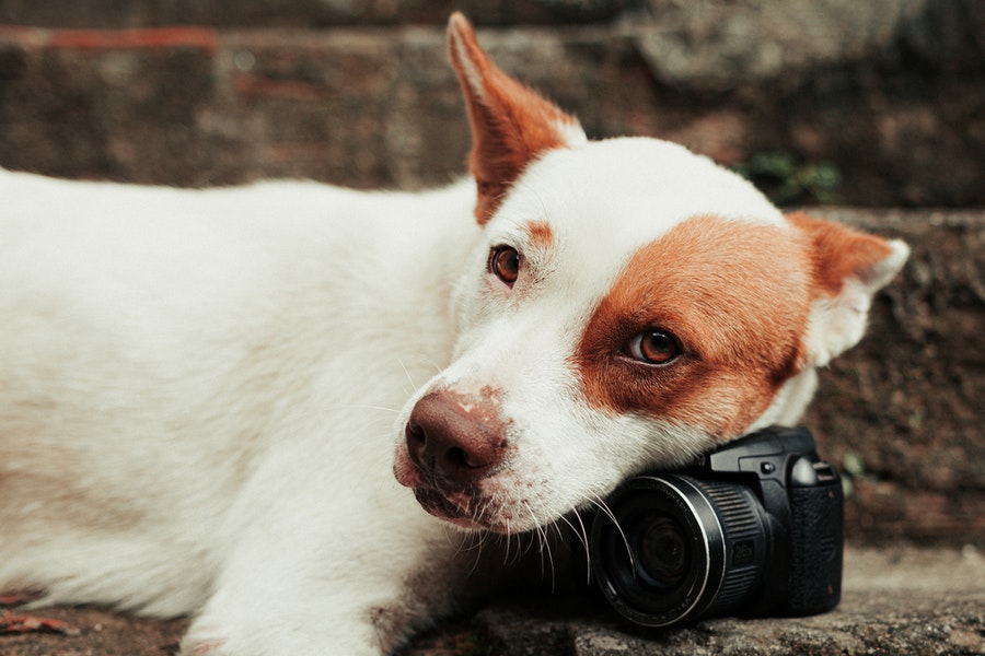 Cute Jack Russell Terrier