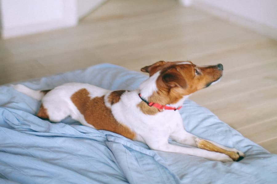 Jack Russell Terrier on top of a blue bedsheet