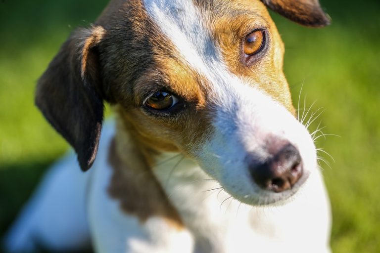 Do Jack Russell Terriers Shed? Terrier Hub