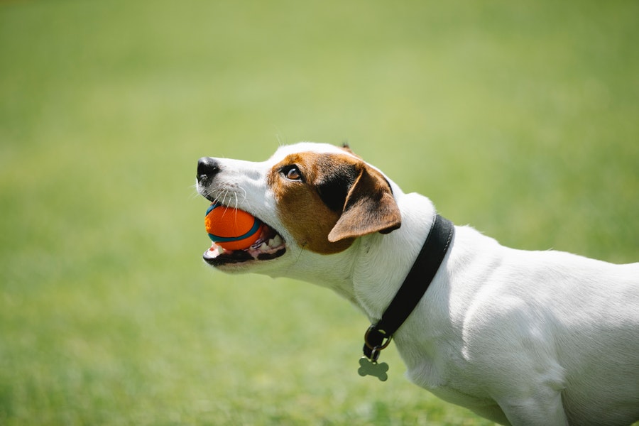 Jack Russell dog biting a ball